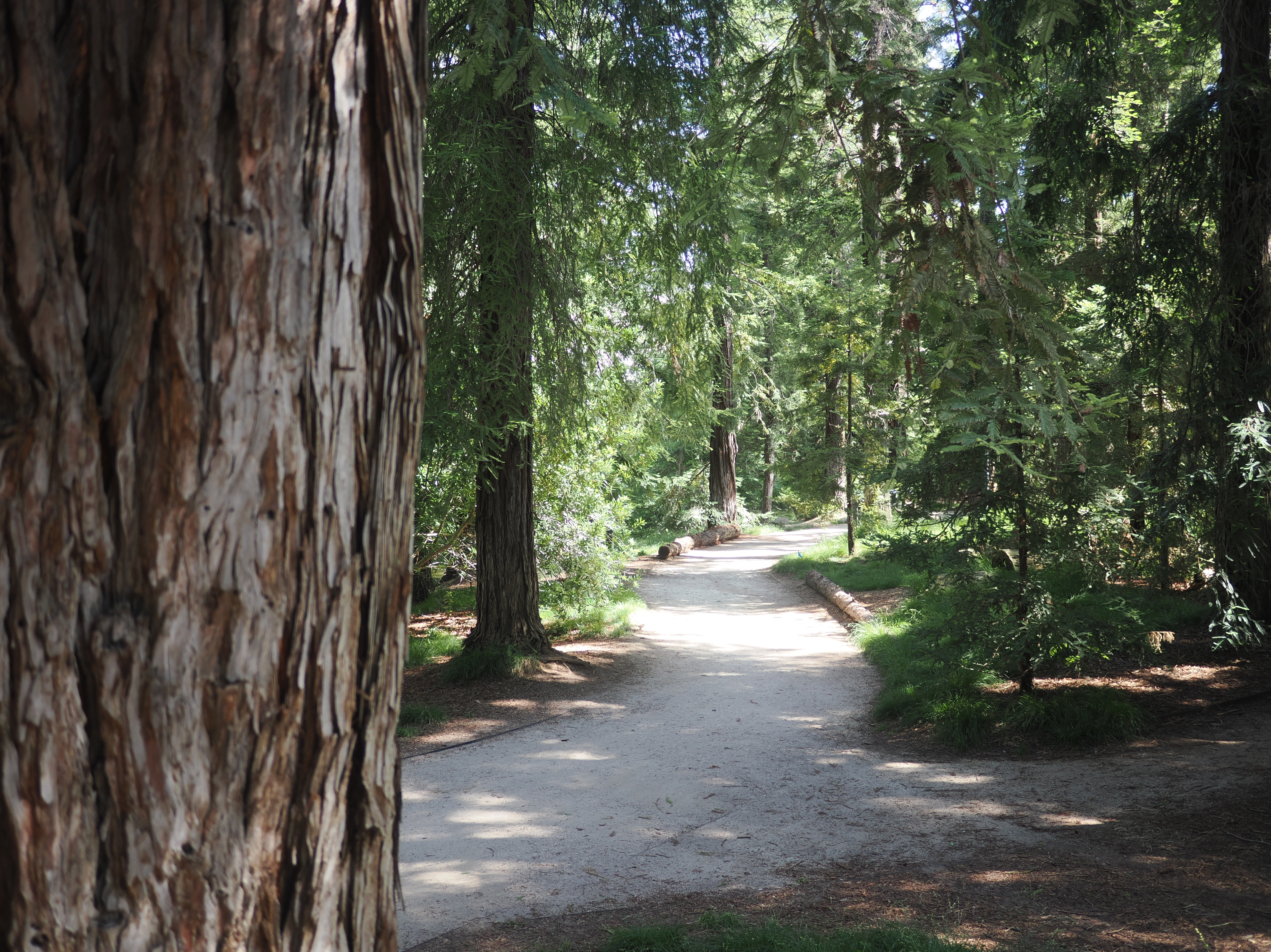 The redwood grove in the UC Davis Arboretum